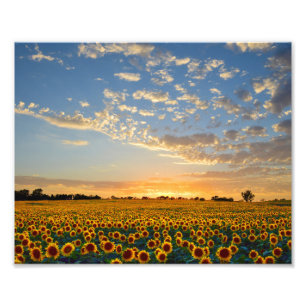Foto Campo do girassol no por do sol