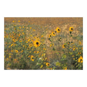 Foto Campo ensolarado com pequenos girassóis no impress
