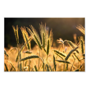 Foto Campos de Trigo Fresco Frarm