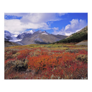 Foto Canadá, Alberta, Banff NP. Mirtilos em flor