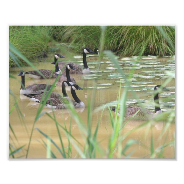 Foto Canadá Geese Secluded Marsh 10x8 Nature (Frente)
