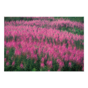 Foto Canadá, Quebec, Gaspe. Flores Roxas de Lythrum,