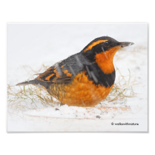 Foto Canivete Variado e Atormentante no Dia da Neve