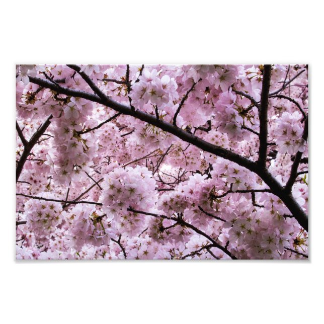 Foto Canopia de Flor de Cereja Rosa (Frente)