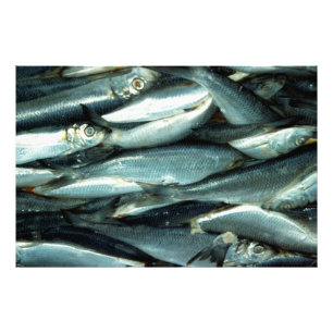 Foto Canvas de peixe
