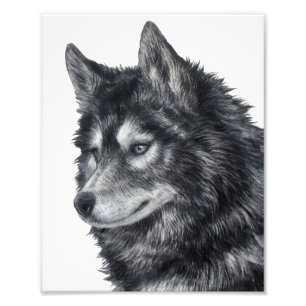 Foto Cão Balto