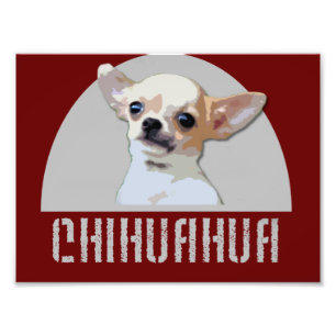 Foto Cão Chihuahua