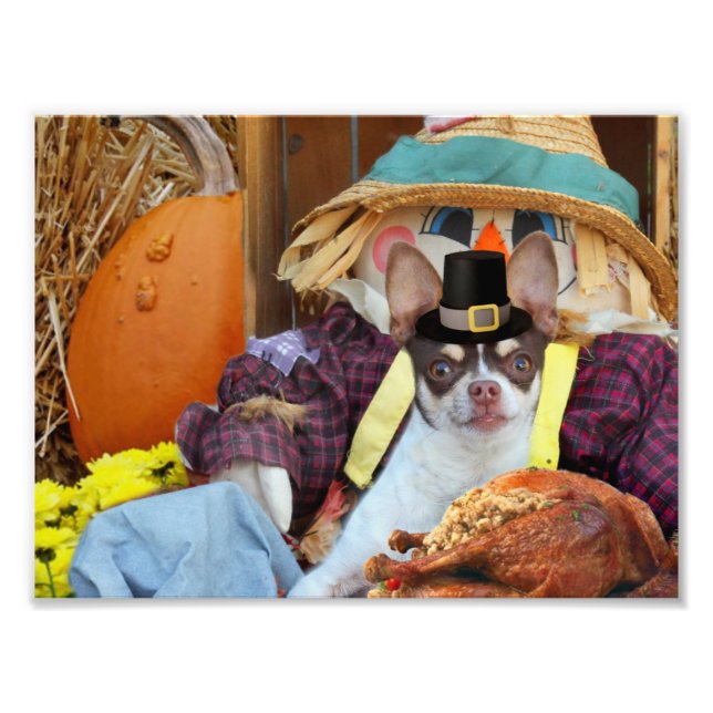 Foto Cão Chihuahua de Ação de Graças (Frente)