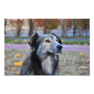 Foto Cão cinzento