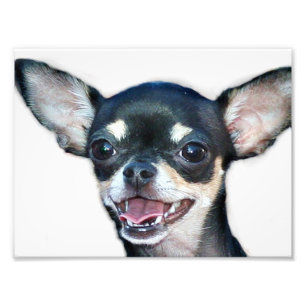 Foto Cão da chihuahua