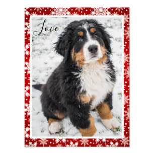 Foto Cão da montanha Bernese no floco de neve vermelho