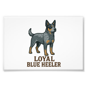 Foto Cão de Gado Australiano Loyal Blue Heeler