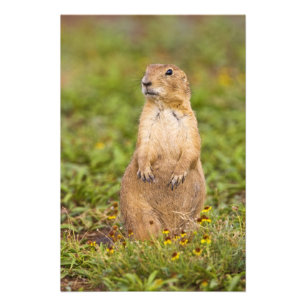 Foto Cão-de-pradaria-de-cauda-preta Cynomys