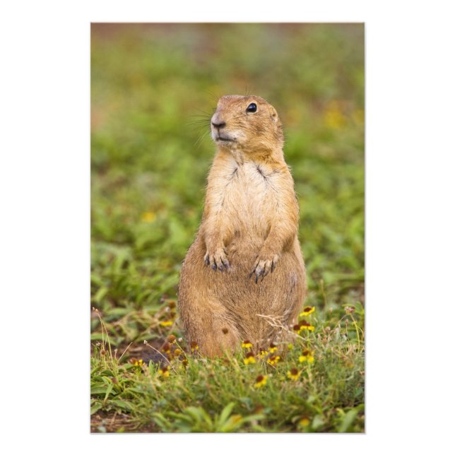Foto Cão-de-pradaria-de-cauda-preta Cynomys (Frente)