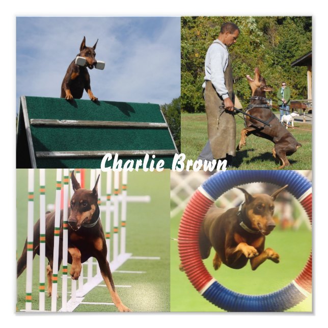 Foto Cão de Trabalho (Frente)