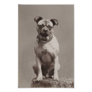 Foto Cão do vintage
