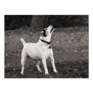 Foto Cão emocionado
