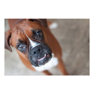 Foto Cão engraçado do pugilista