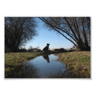 Foto Cão fiel da fazenda