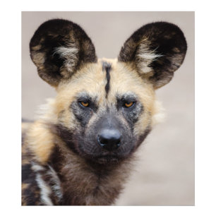 Foto Cão selvagem africano em perigo