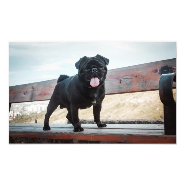 Foto Cãozinho engraçado (Frente)