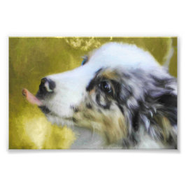 Foto Cãozinho Shepherd Australiano Blue Merle 2