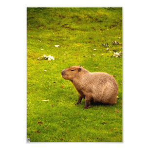 Foto Capivara