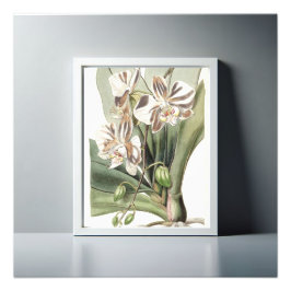 Foto Captivando Petais Delicados pela Orquídea da Mama