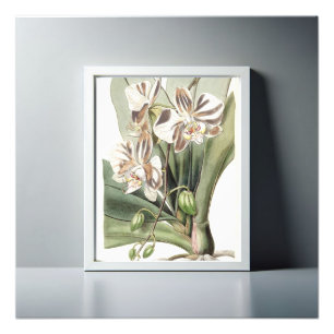 Foto Captivando Petais Delicados pela Orquídea da Mama