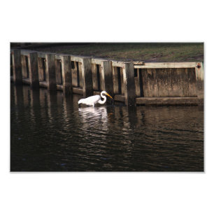 Foto Captura do Excelente Egret do Excelente