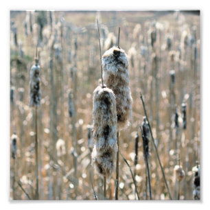 Foto Capturas De Fluffy Na Natureza Da Primavera 8x8