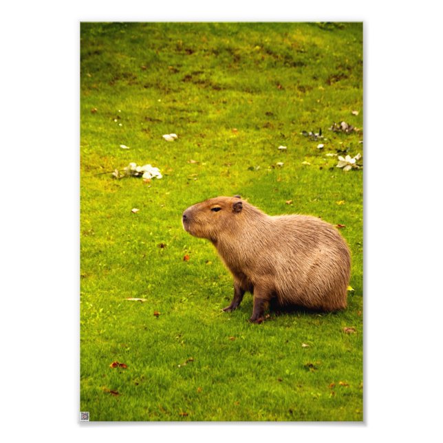 Foto Capybara (Frente)