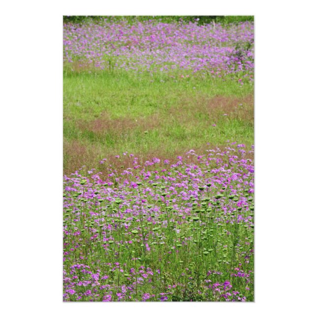 Foto Cará-da-floresta (Daucus carota) crescendo (Frente)