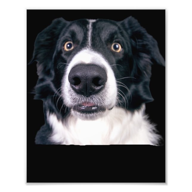 Foto Cara de Cachorro Preto e Branco (Frente)