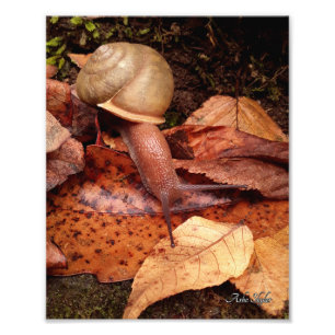 Foto Caracol