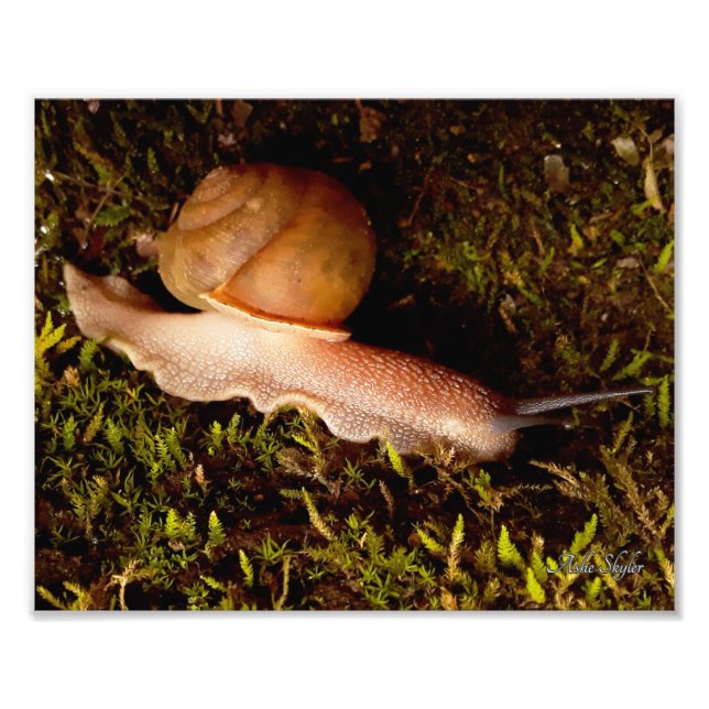 Foto Caracol (Frente)