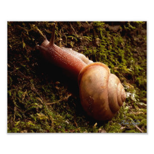 Foto Caracol