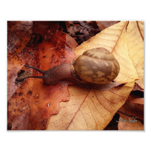 Foto Caracol em uma Missão