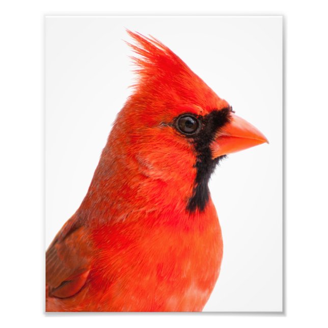 Foto Cardinal (Frente)