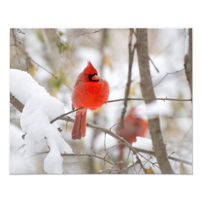 Foto Cardinal de Neve (Frente)