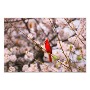Foto Cardinal do norte a rosa