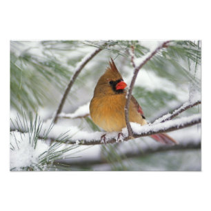 Foto Cardinal-do-norte fêmea em pinheiro nevado,