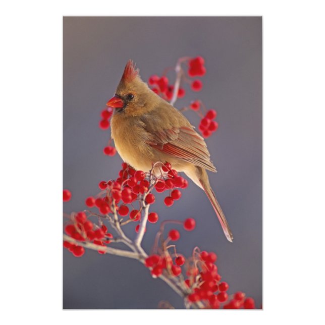 Foto Cardinal-do-norte fêmea entre espinheiro (Frente)