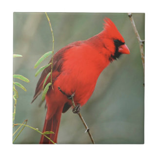 Foto cardinal do pássaro