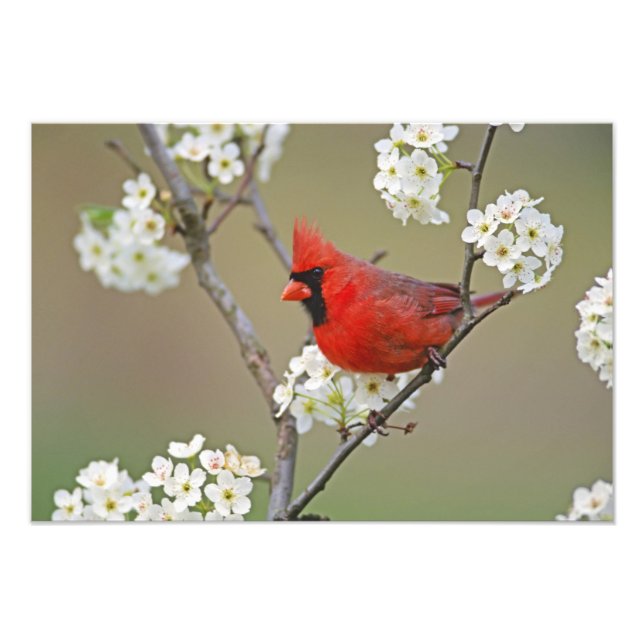 Foto Cardinal-vermelho (Frente)