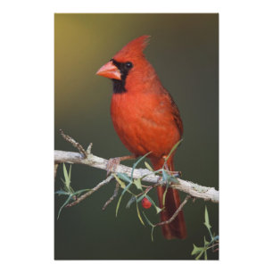 Foto Cardinal-vermelho, Cardinalis cardinalis, macho