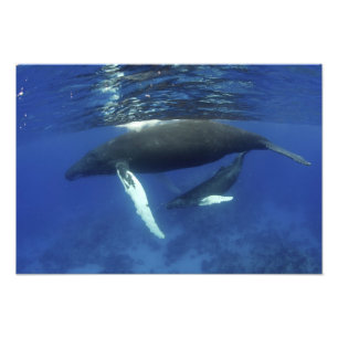 Foto Caribe, arquipélago de maiores Antilhas,