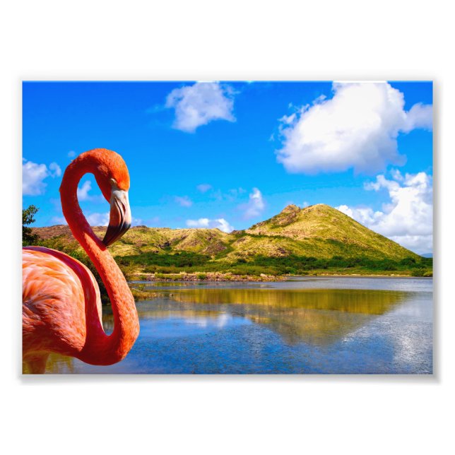 Foto Caribe o flamingo em gatinhos de Rua (Frente)