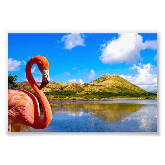 Foto Caribe o flamingo em gatinhos de Rua (Frente)