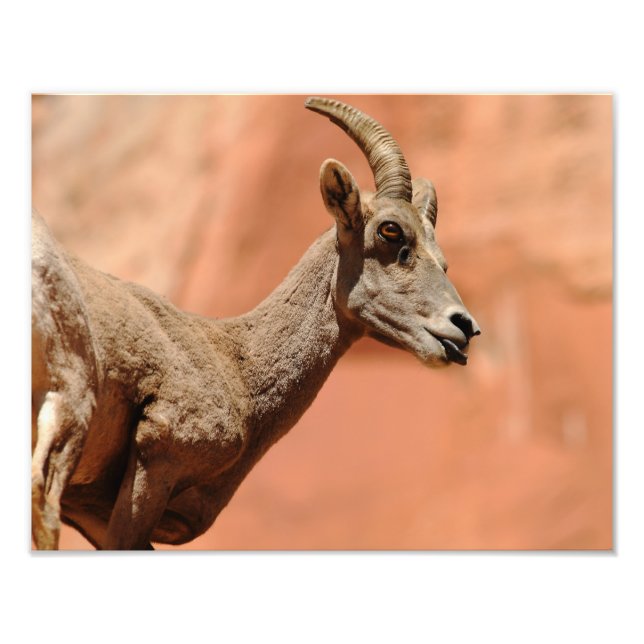 Foto Carneiro de Bighorn (Frente)